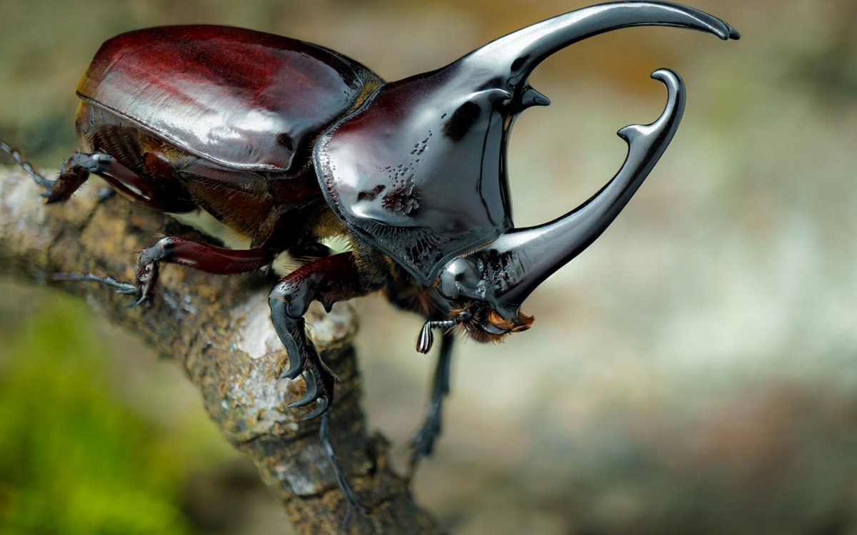 Жук носорог