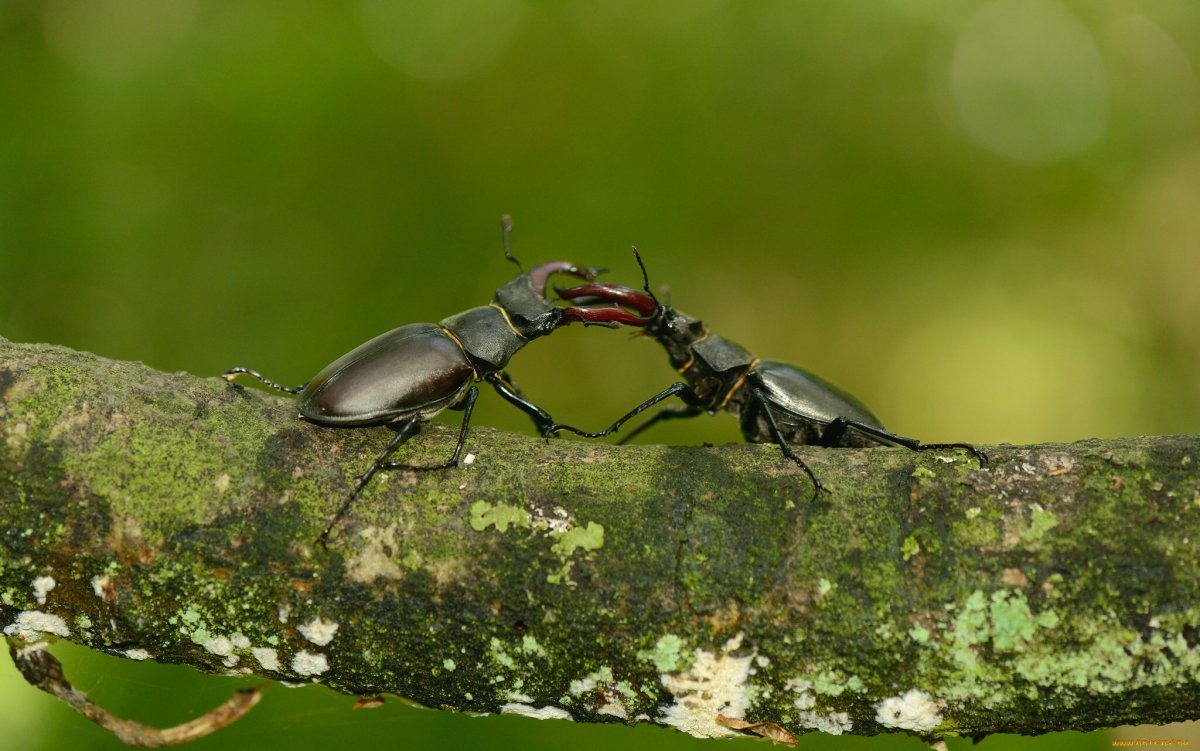 Жук-олень (Lucanus Cervus)