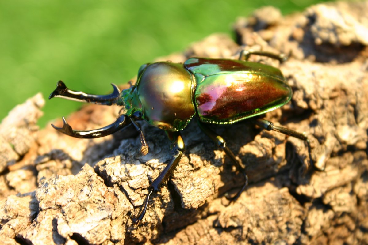 Жук-олень (Lucanus Cervus)