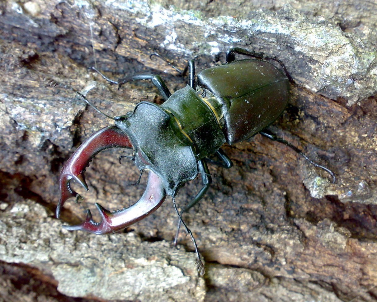 Жук-олень (Lucanus Cervus)