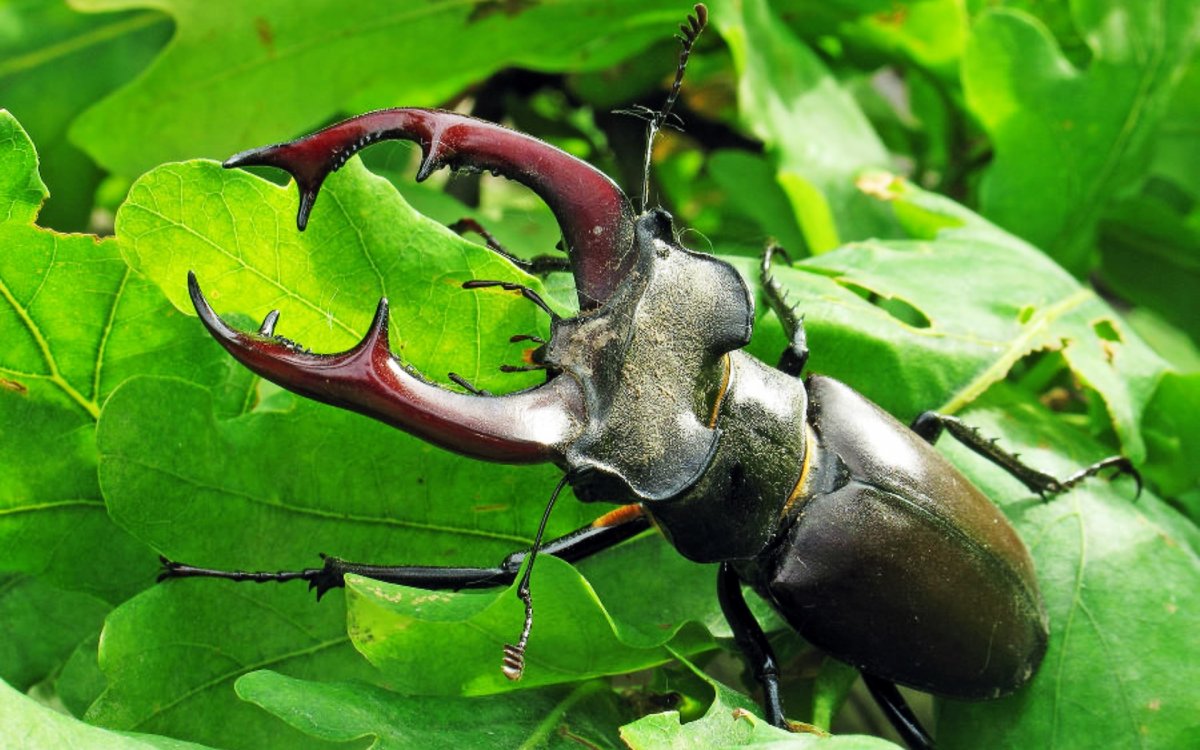 Жук Lucanus Cervus