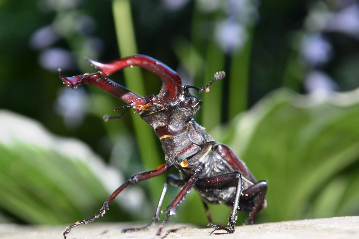 Рогач Доркус Титан