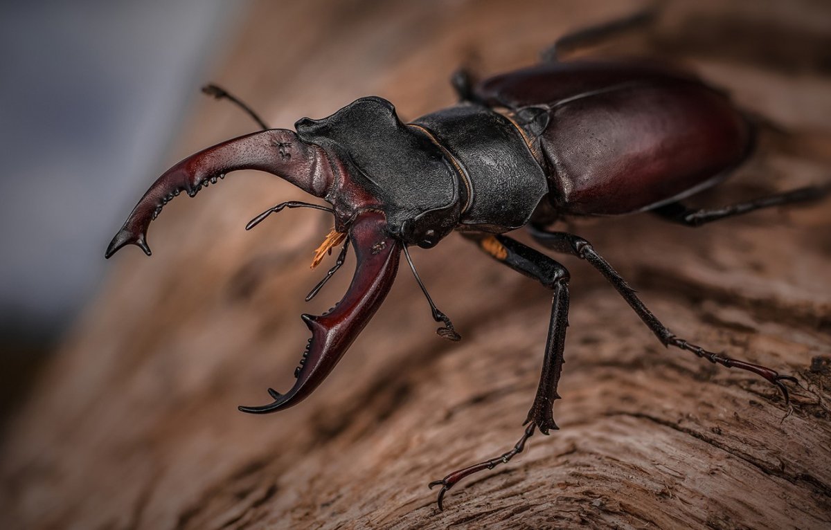 Жук олень и Жук носорог