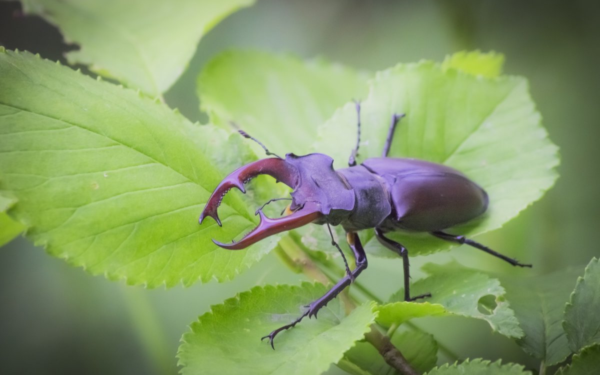 Жук усач реликтовый