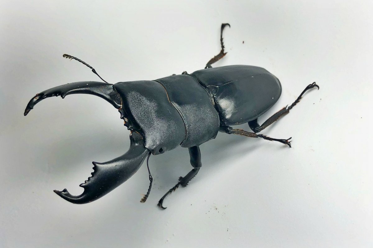 Жук олень с белыми глазами