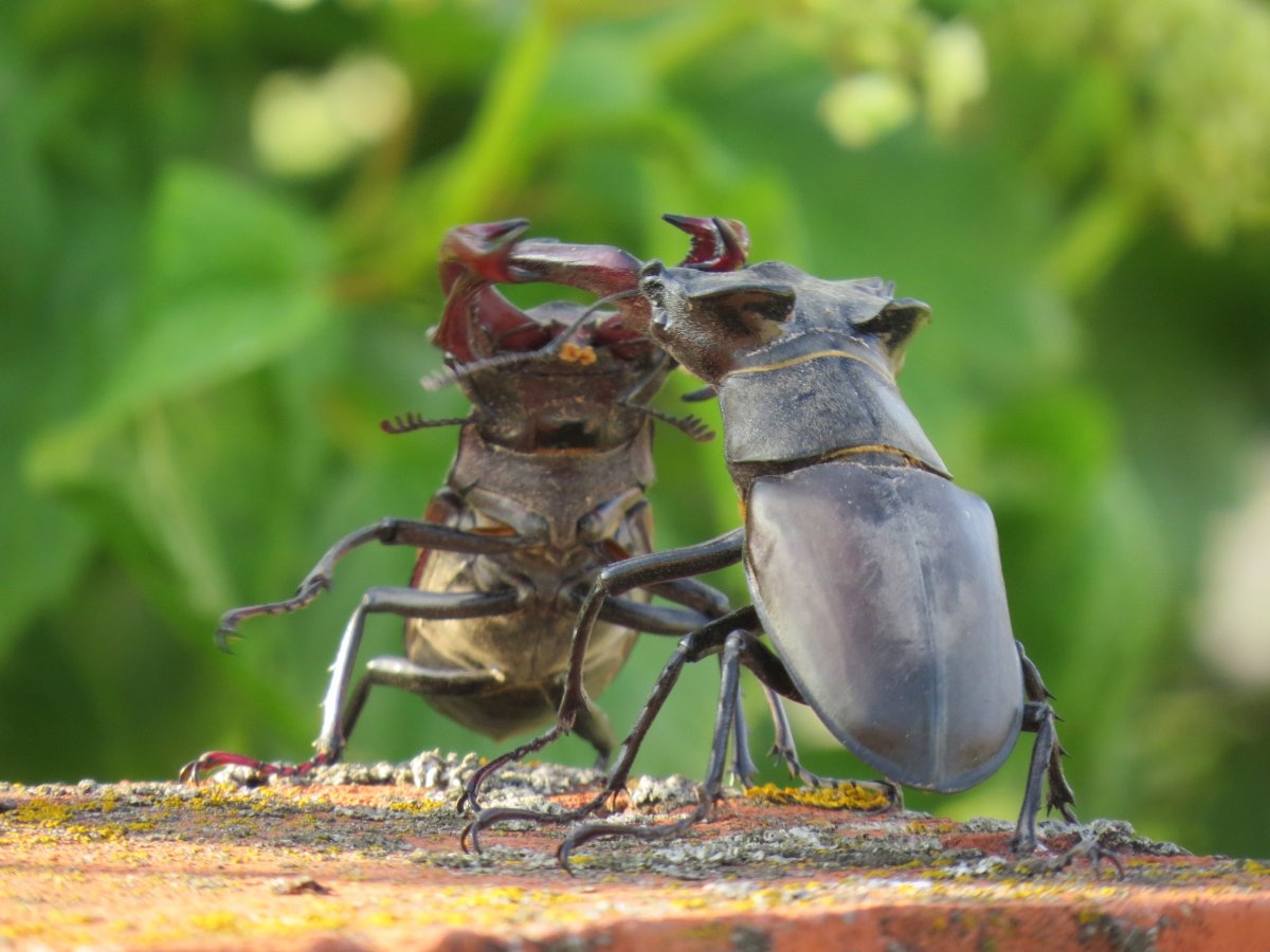 Жесткокрылые Жук Рогач