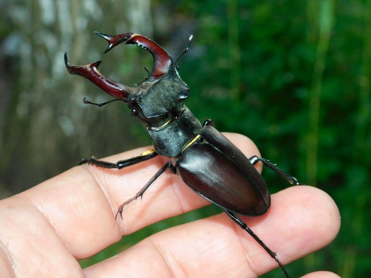 Жук олень в Крыму