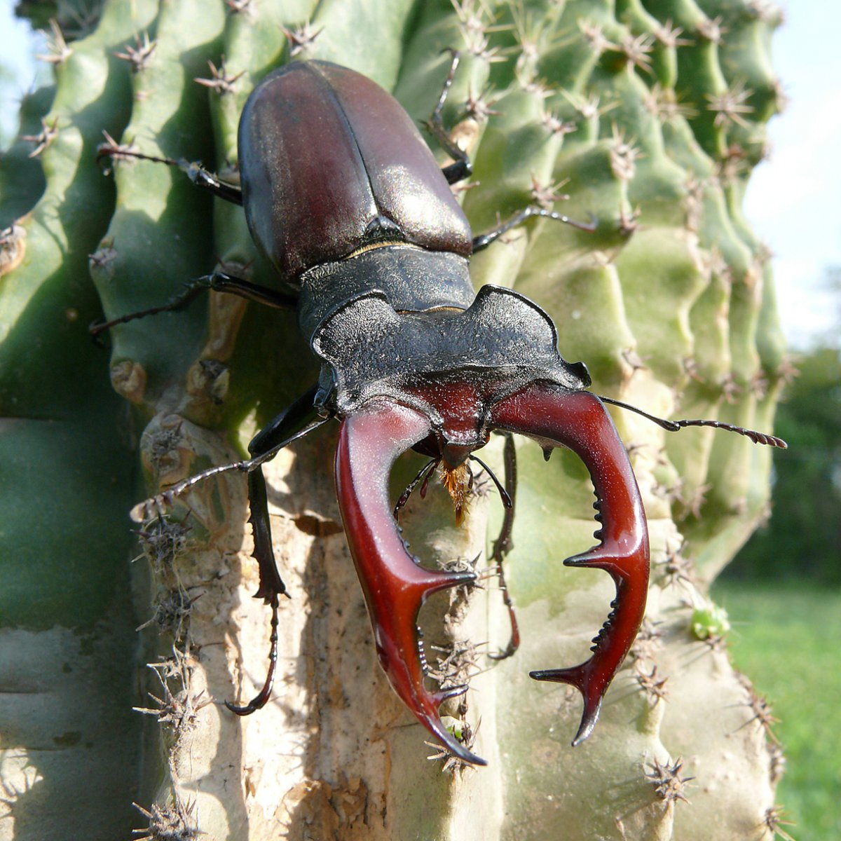 Giant Beetle
