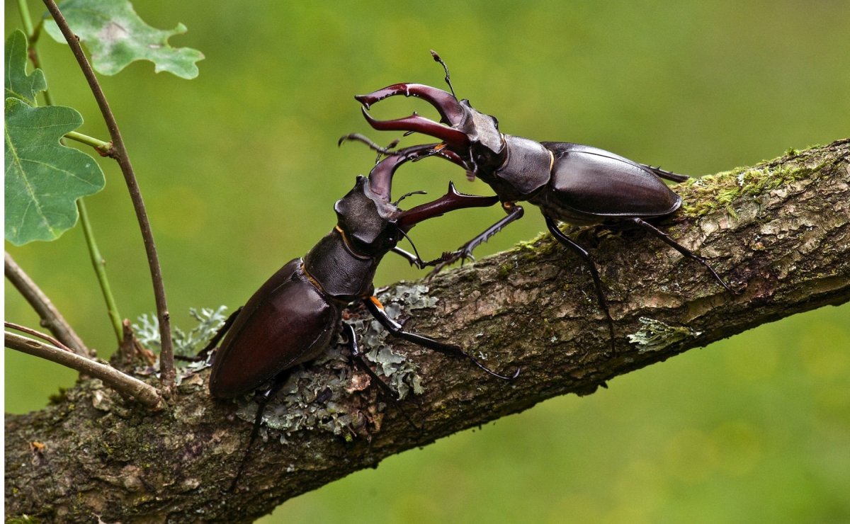 Жук Рогач Жираф
