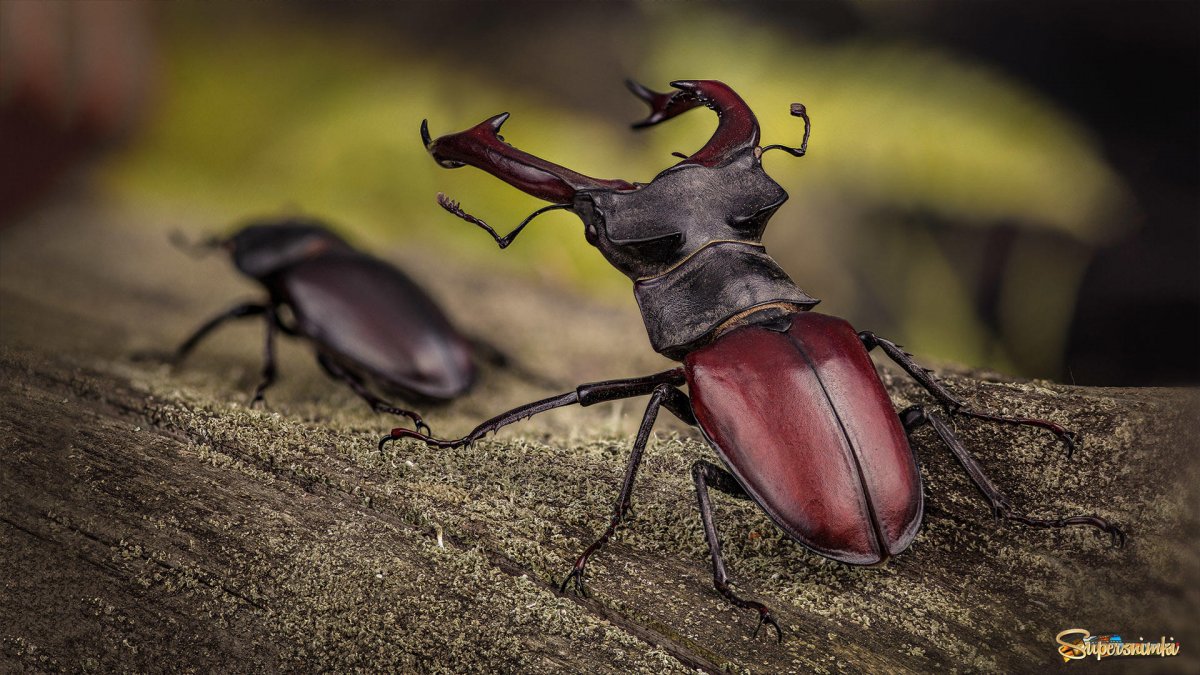 Жук Рогач с крыльями