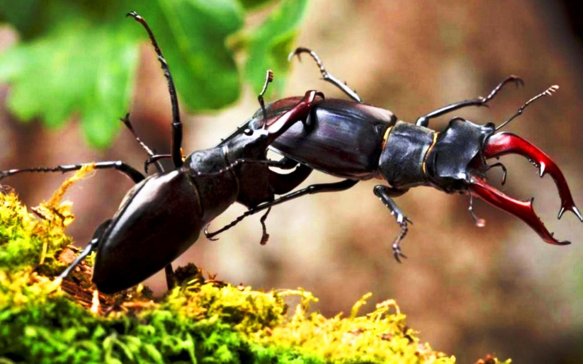 Съеденный Жук олень