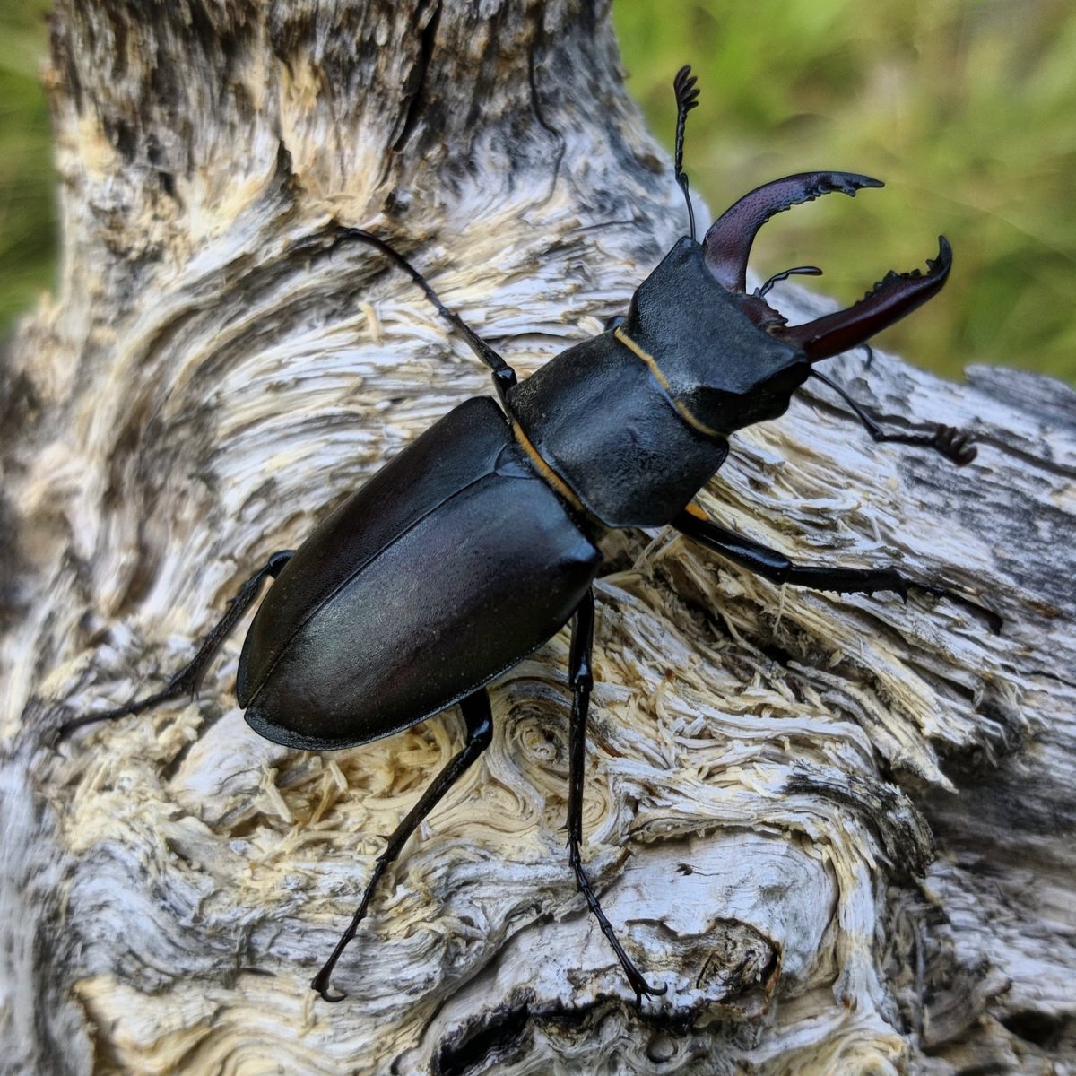 Жук олень битва