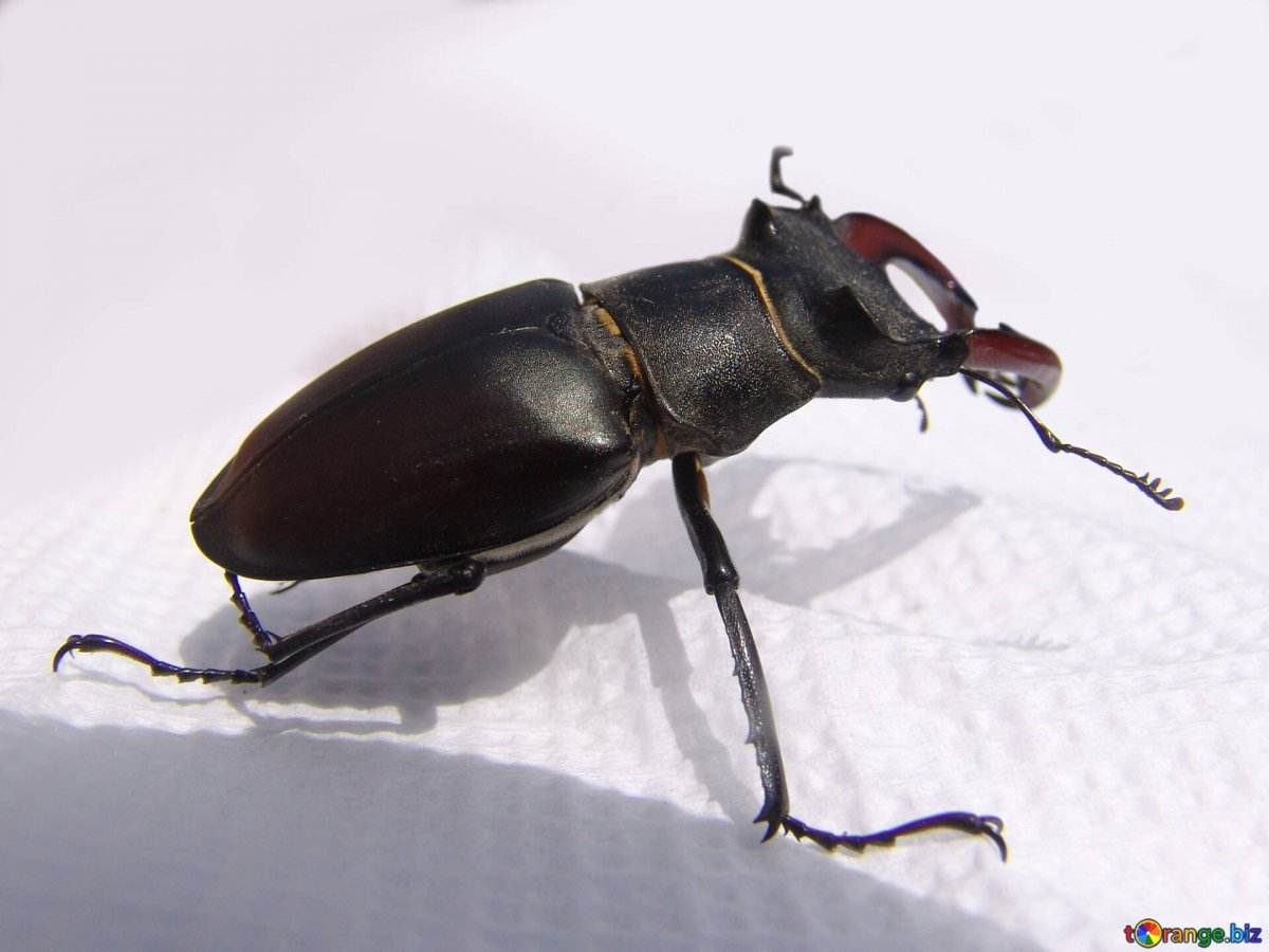 Закавказский Жук-олень