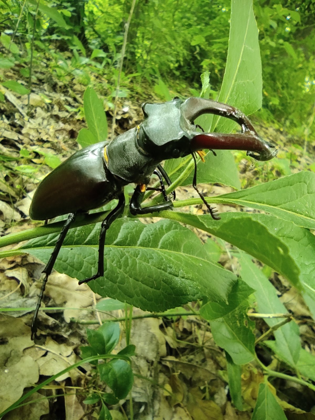 Рогачи (Lucanidae