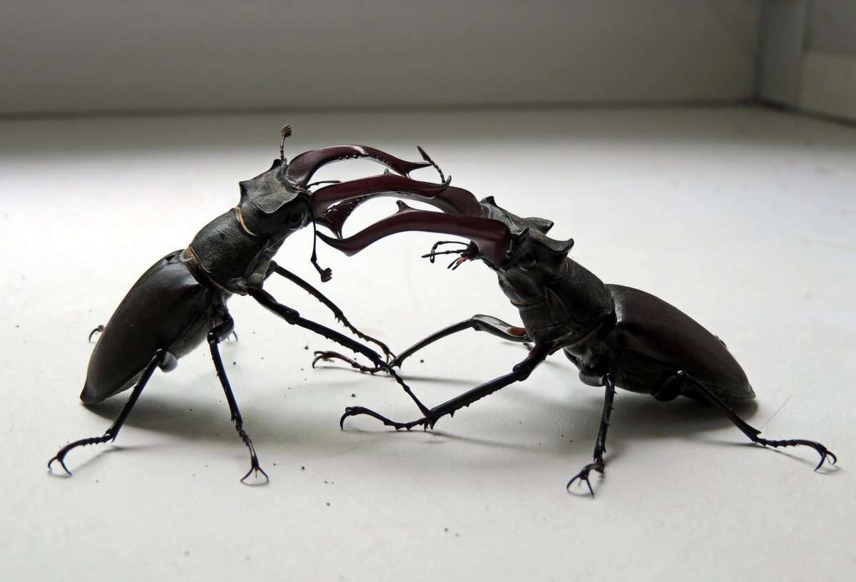 Жук олень самка