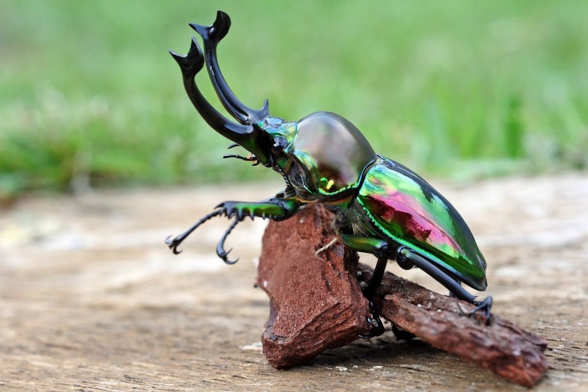 Жук Рогач Мюллер