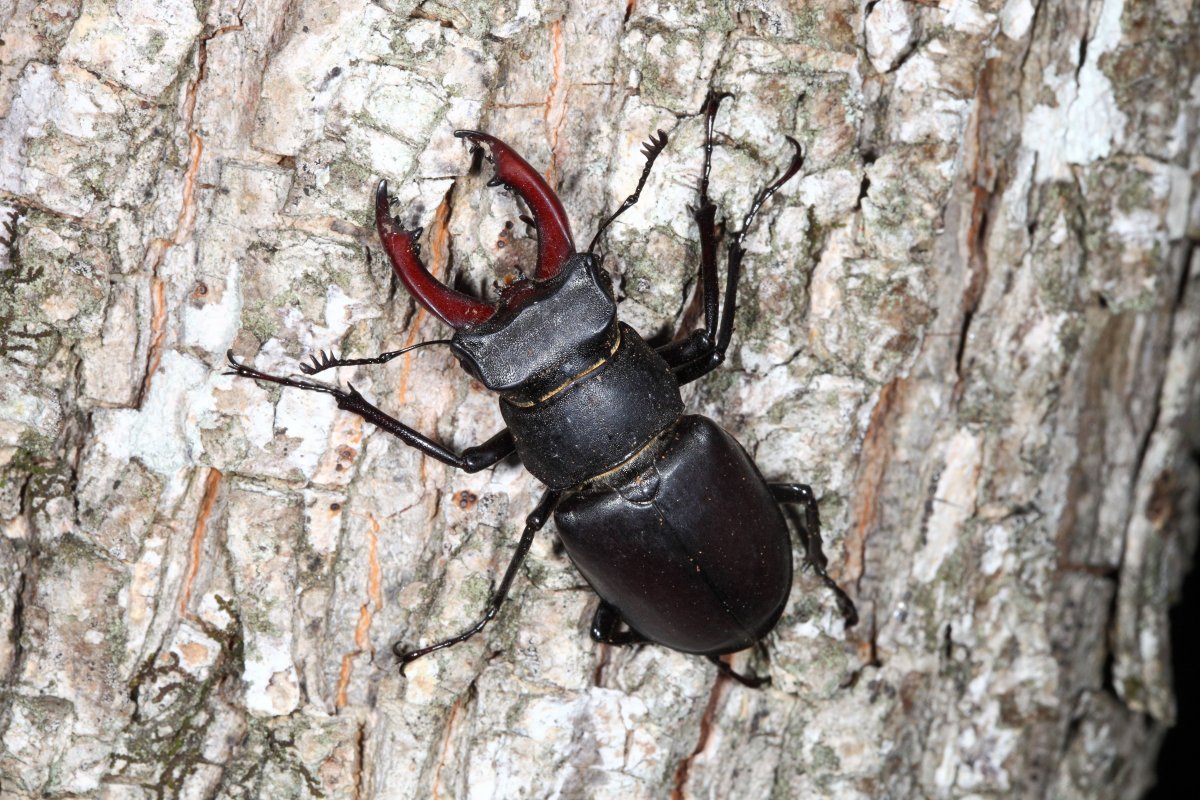 Жук олень питается