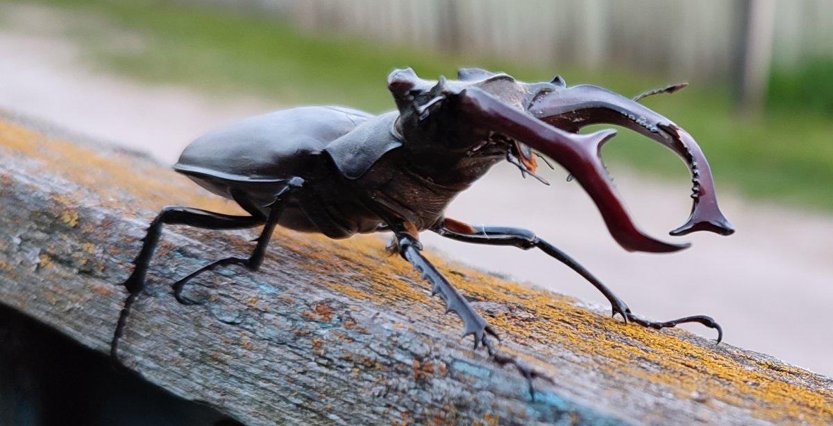 Жук-олень (лат. Lucanus Cervus)