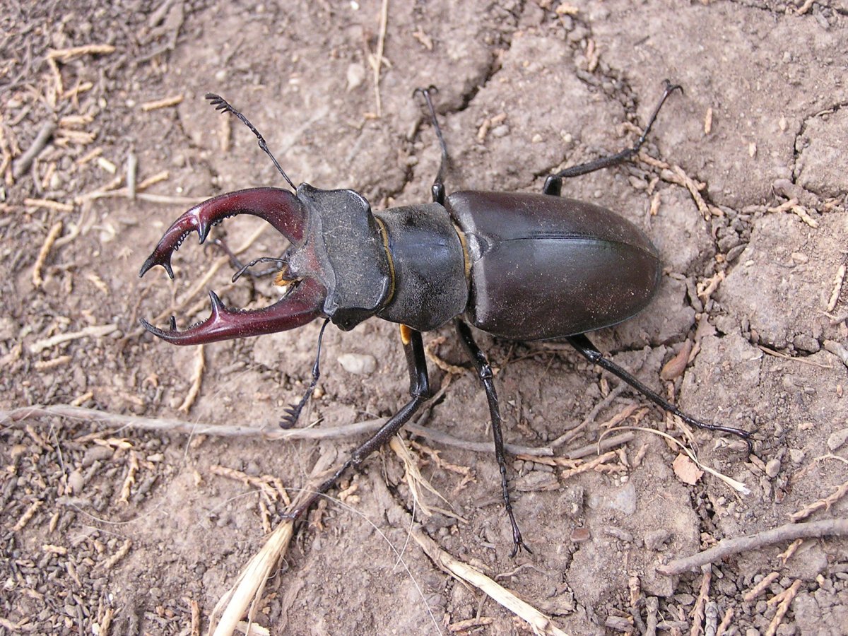 Жесткокрылые Жук Рогач