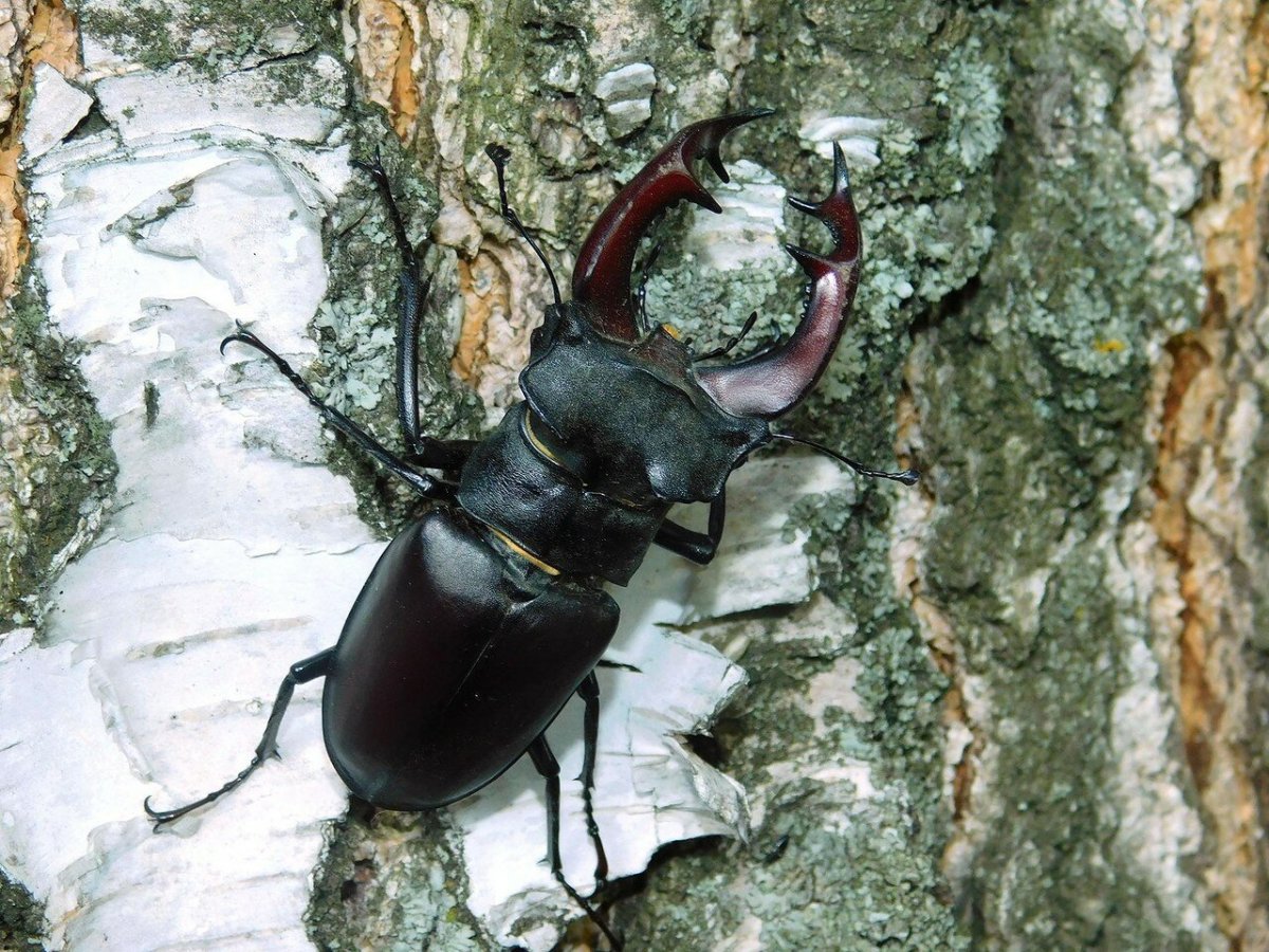 Насекомые Жук олень