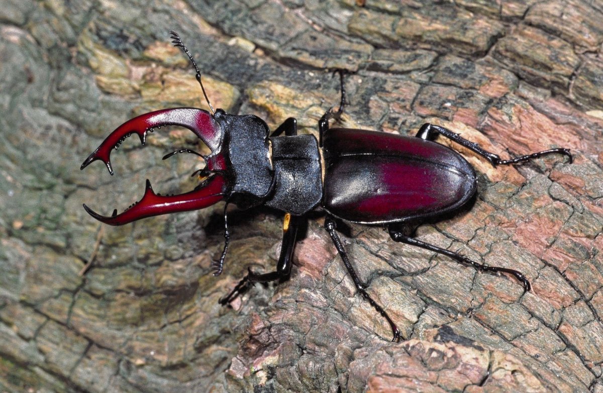 Жук Рогач черный