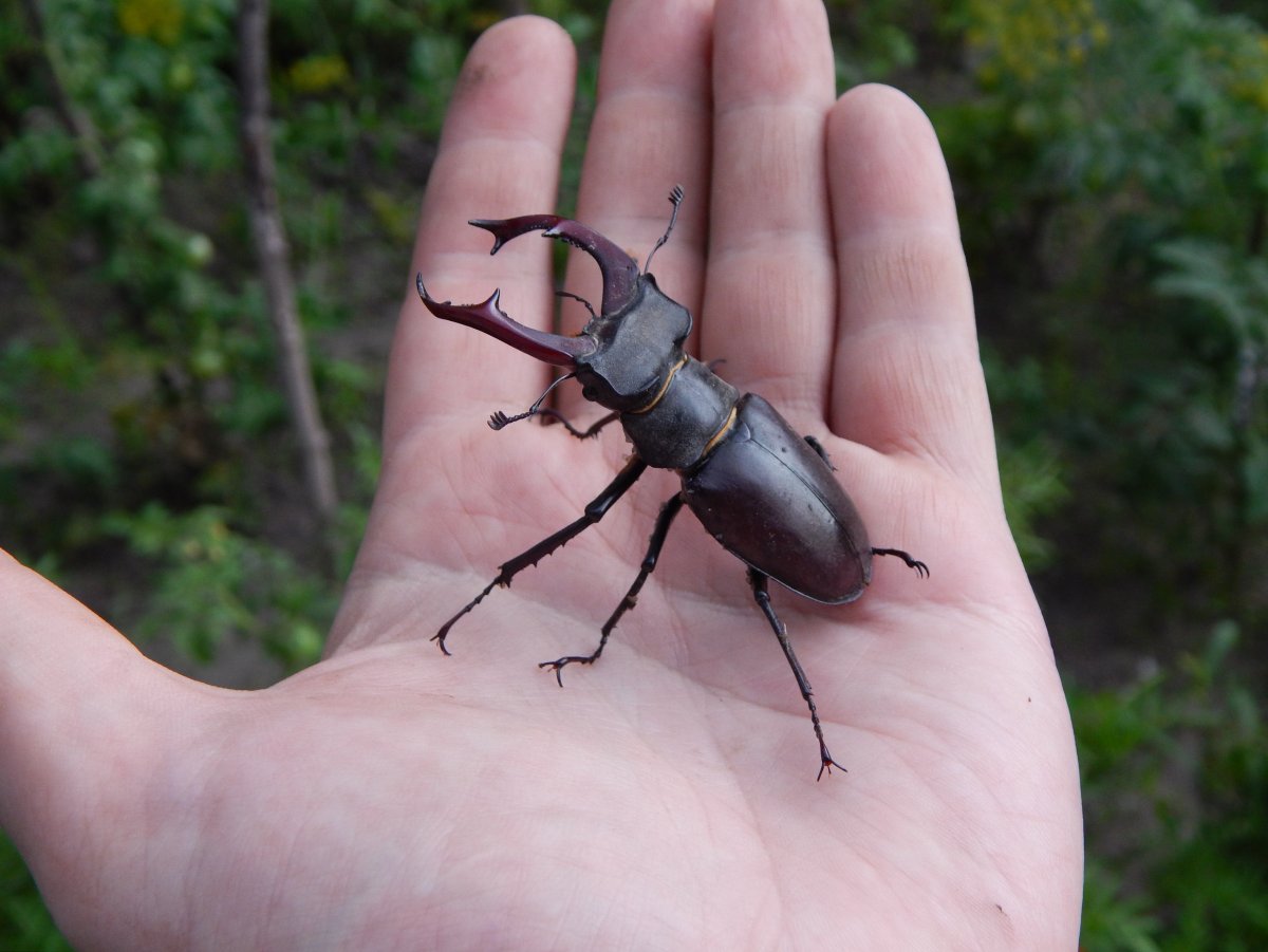 Жук-олень (Lucanus Cervus)