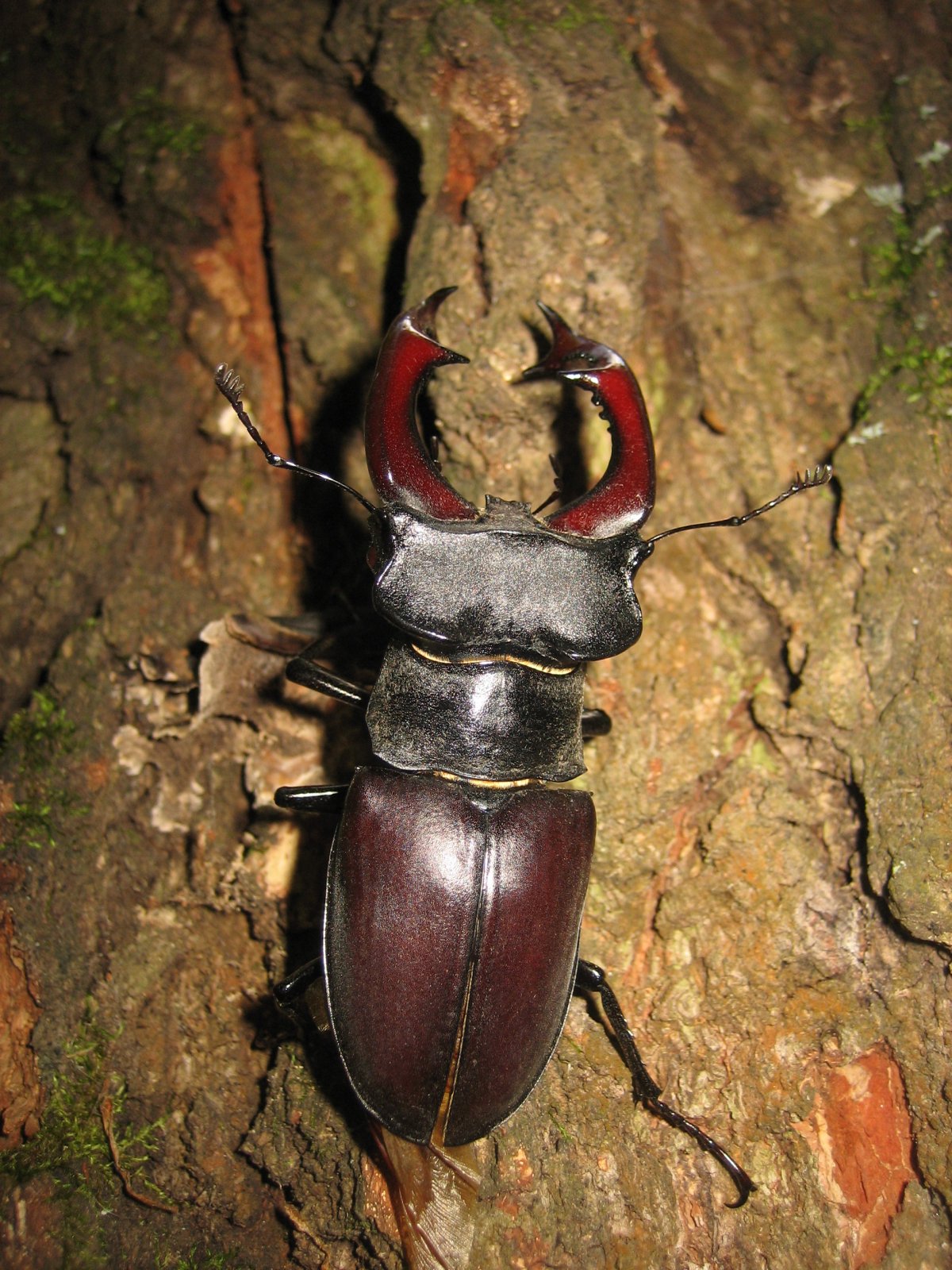 Суматранский Жук олень