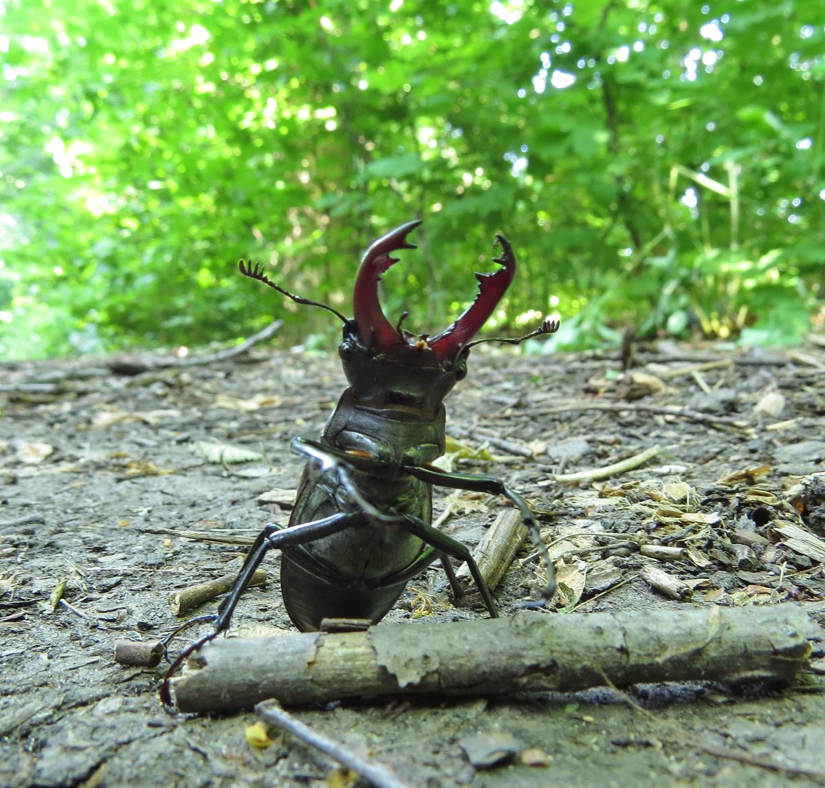 Жук-олень (Lucanus Cervus)
