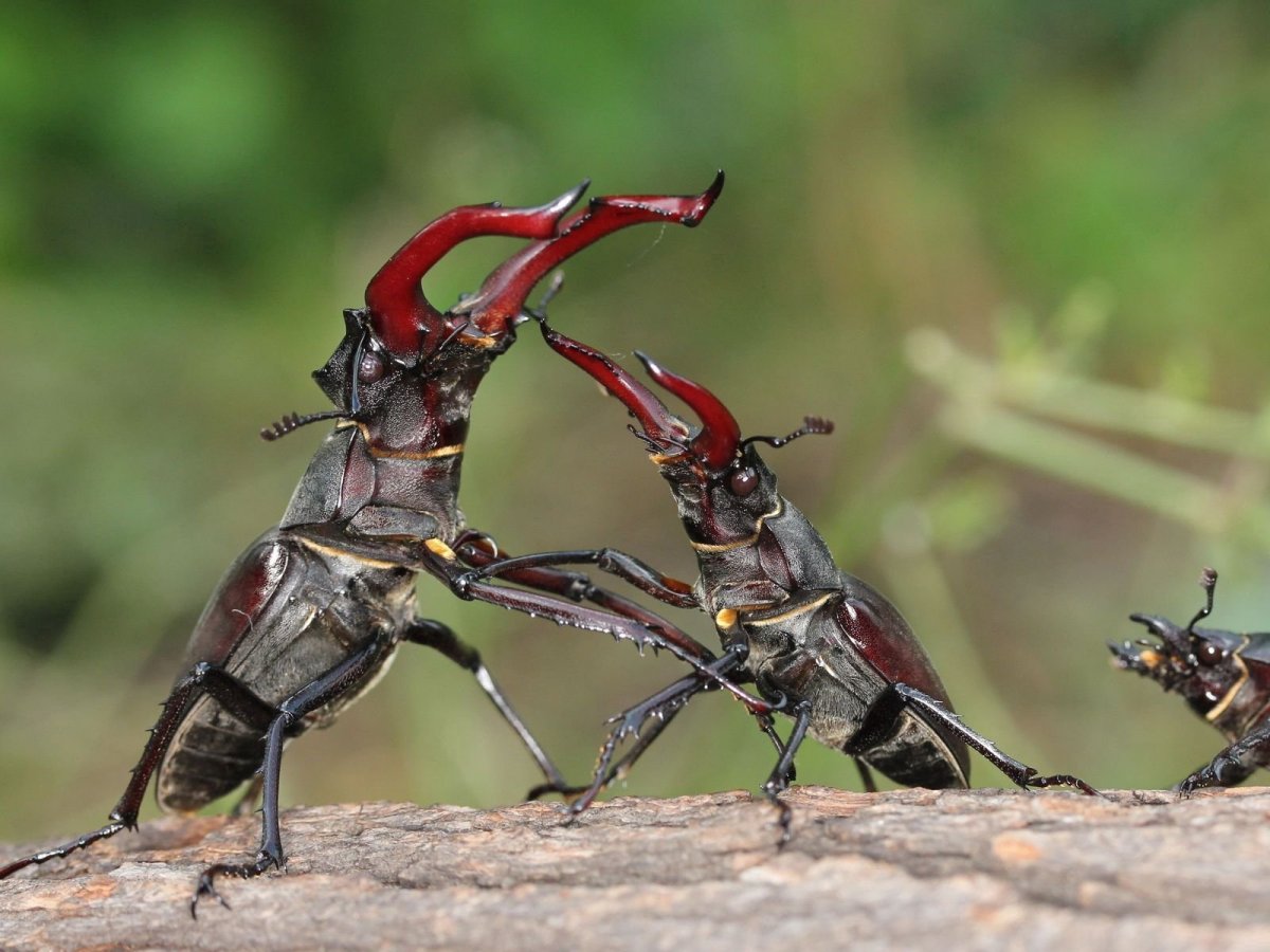 Насекомые Жук Рогач