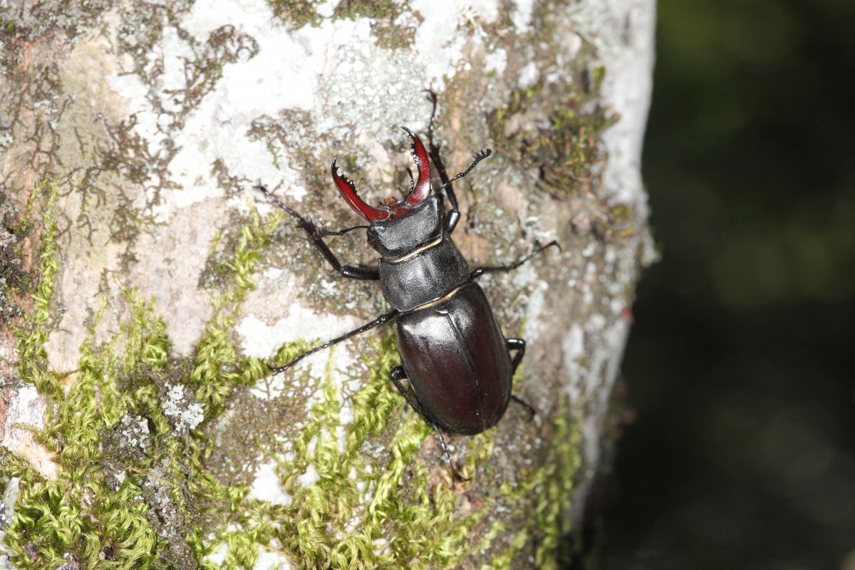 Жук Lucanus Cervus