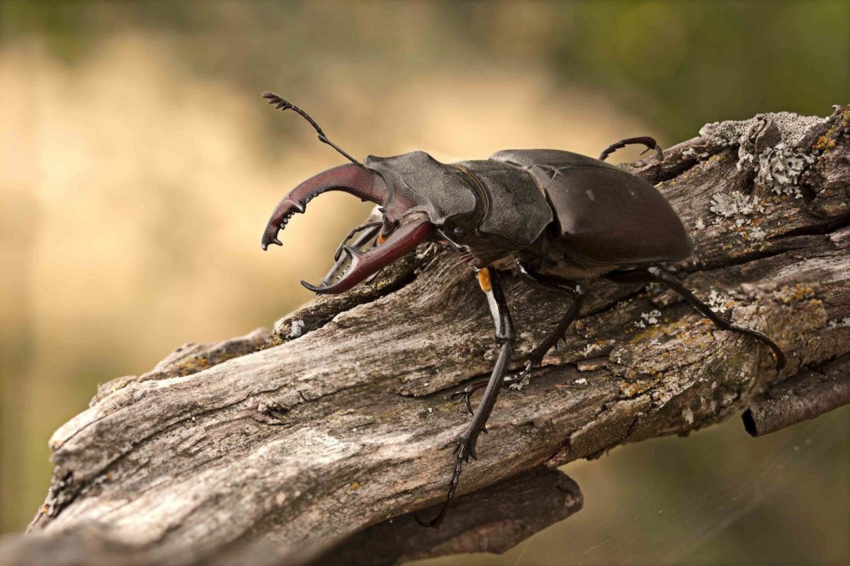 Жук с 2 клешнями