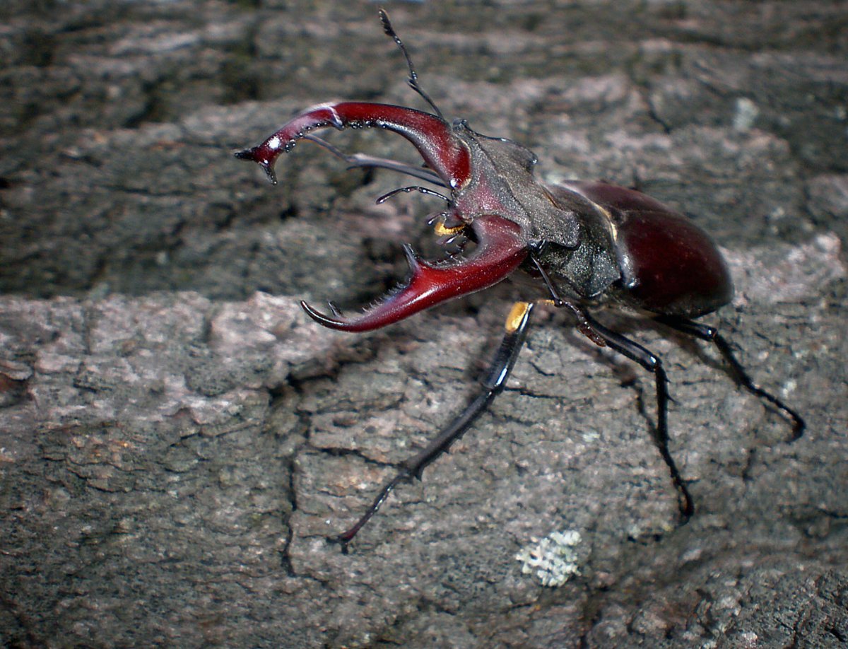 Луканус Цервус