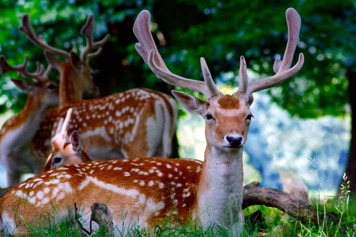 Европейская Лань