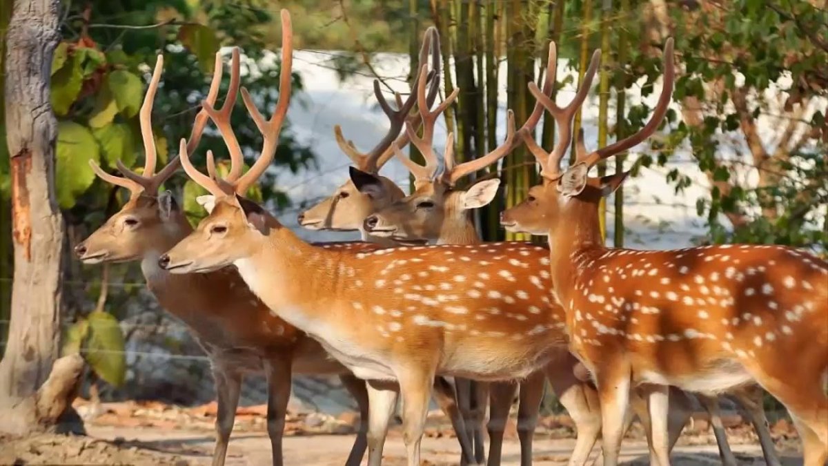 Пятнистый олень в Японии