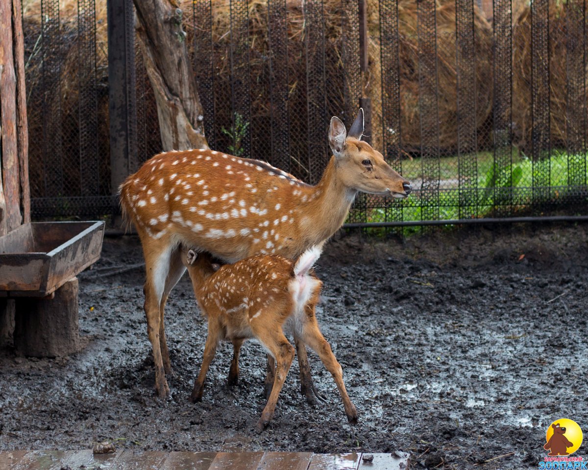 Пятнистый олень самка