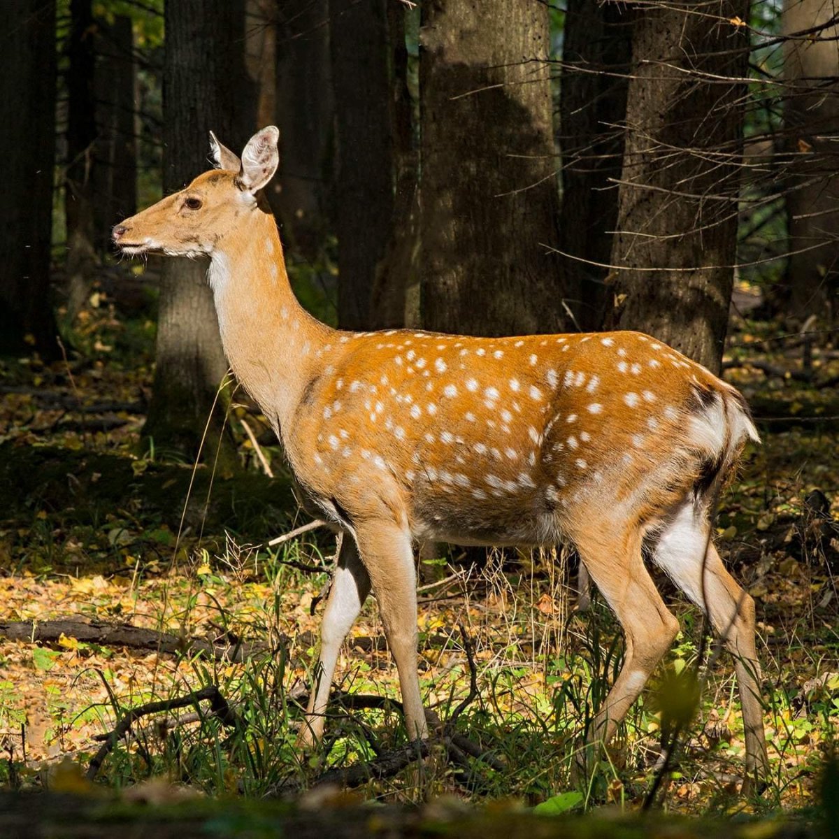 Уссурийский пятнистый олень