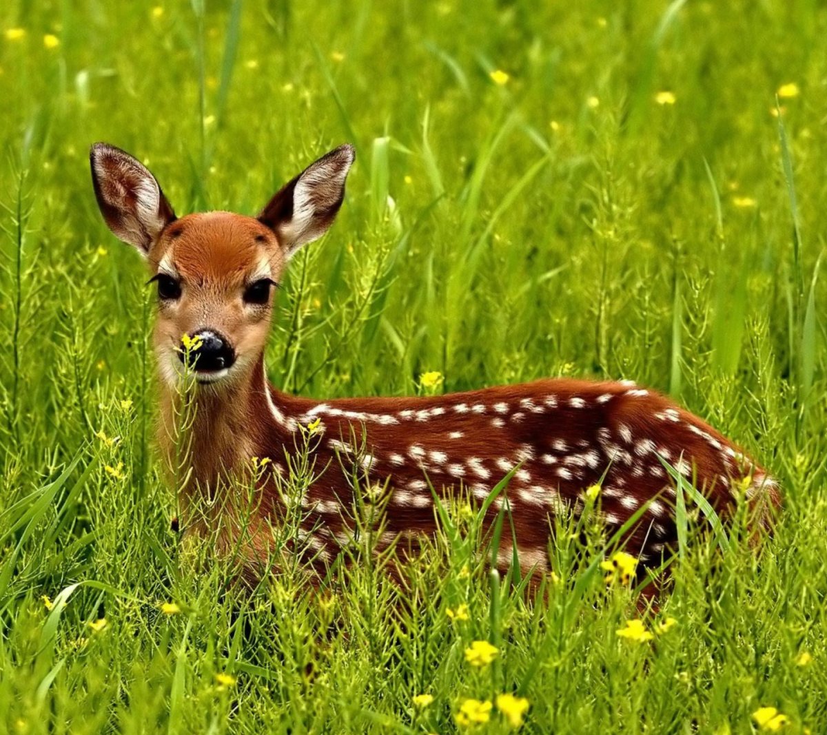 Пятнистый Олененок