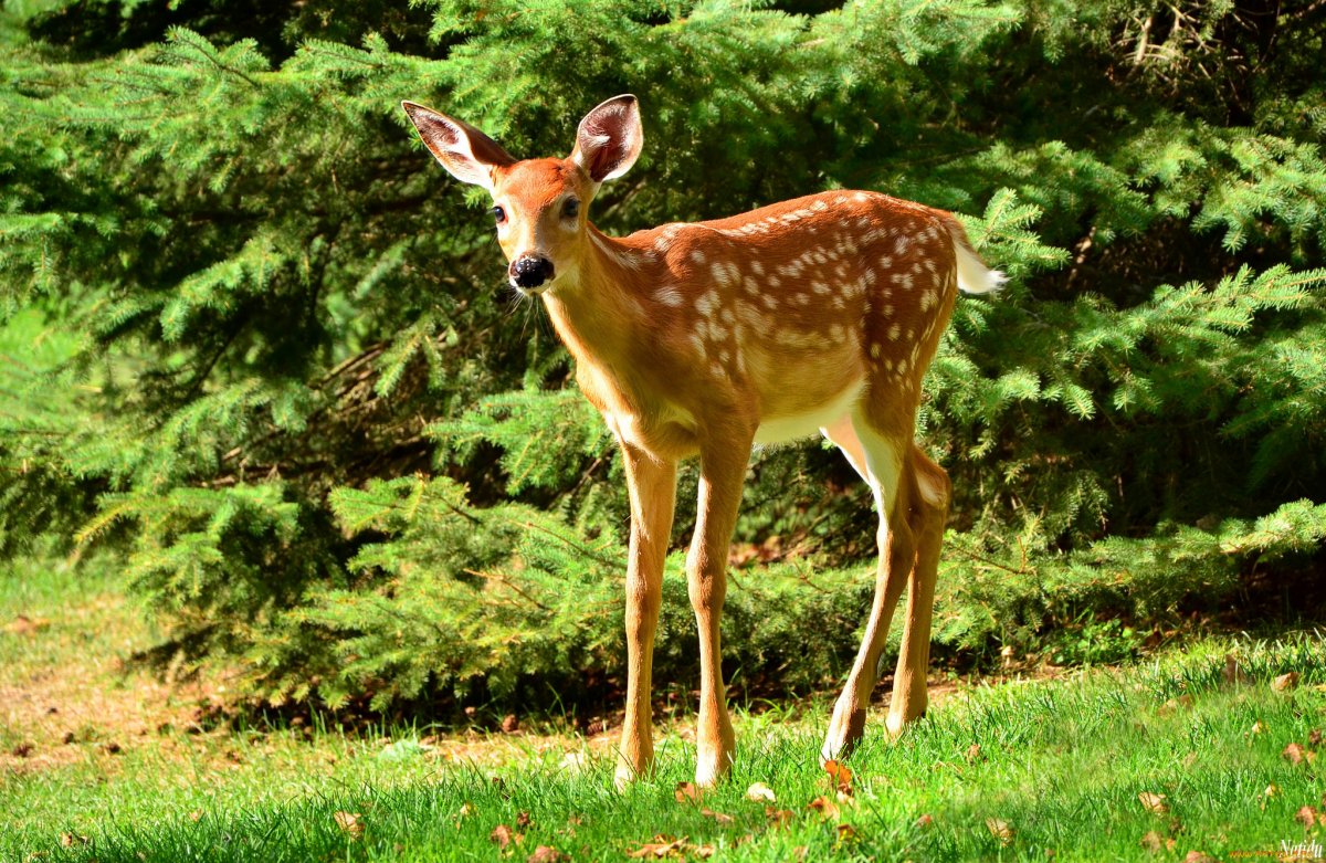Олень олениха Олененок Оленята
