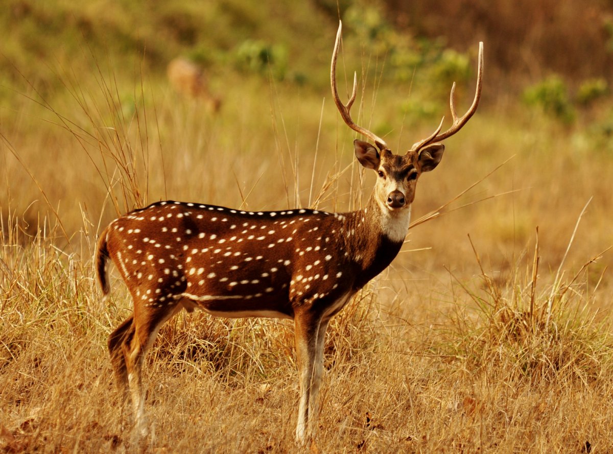 Индийский олень