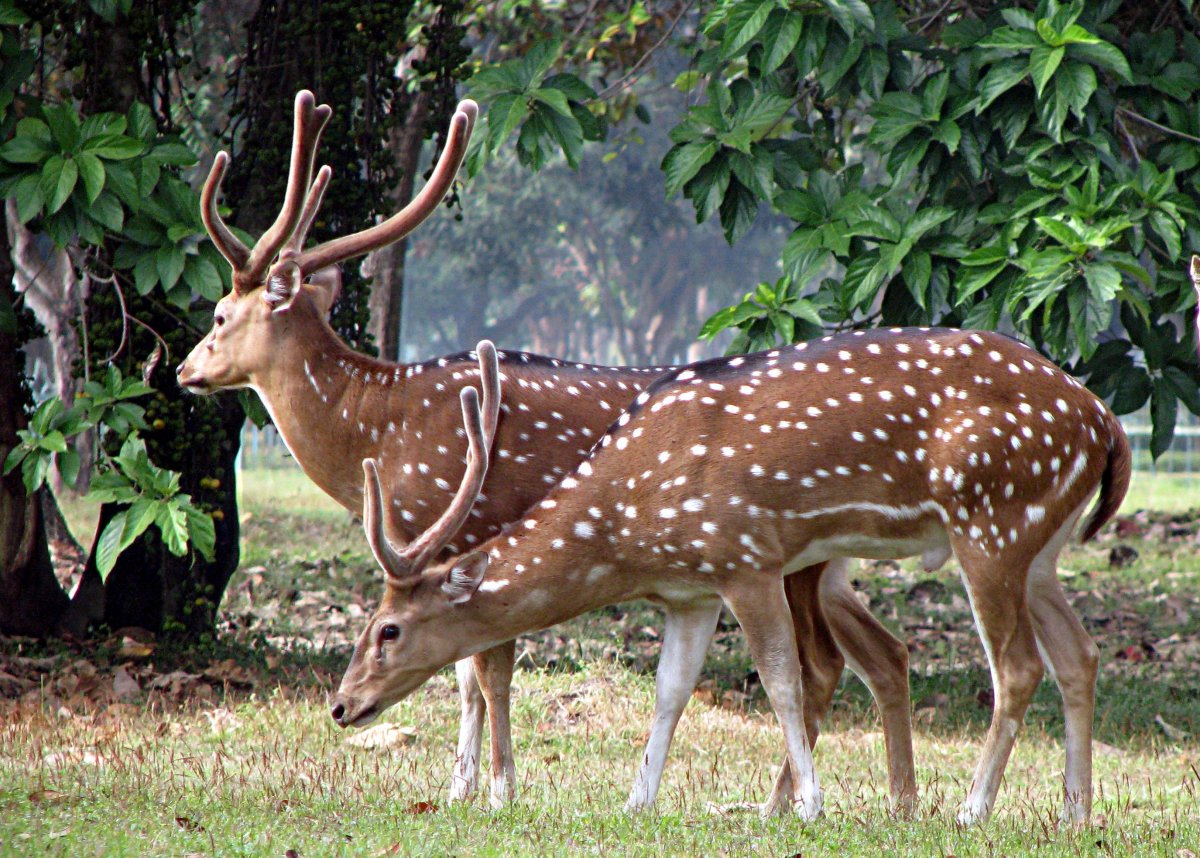Японский пятнистый олень