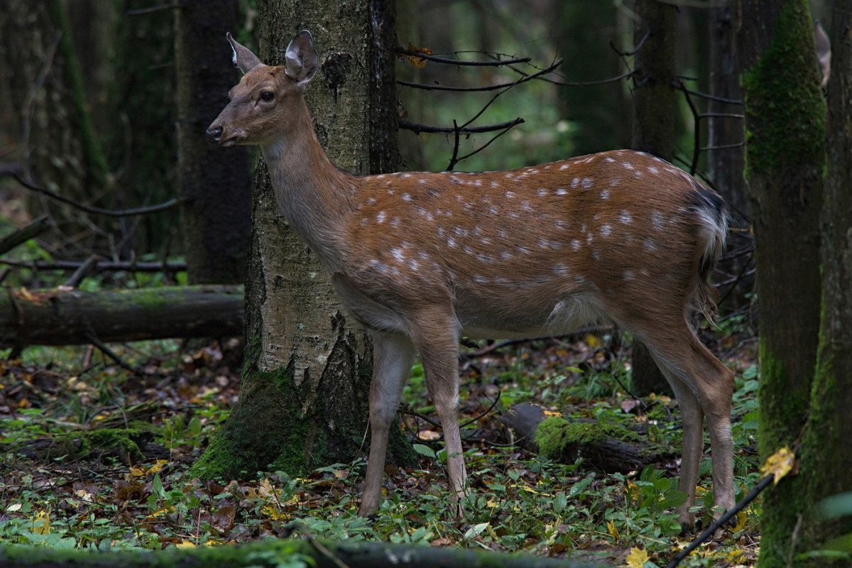 Пятнистые олени Лосиный остров