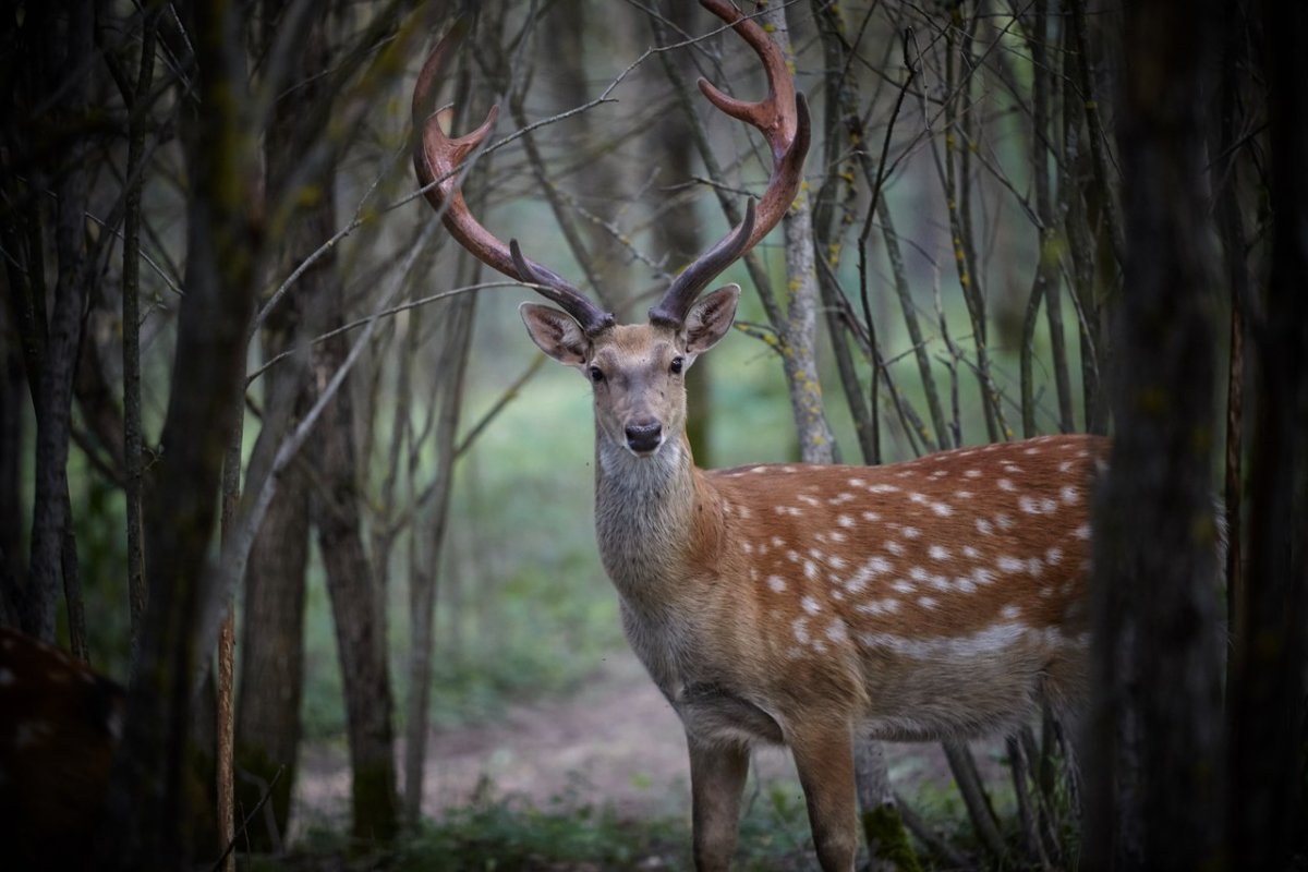 Бухарский пятнистый олень