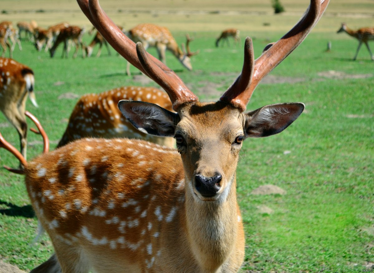 Пятнистый олень милый
