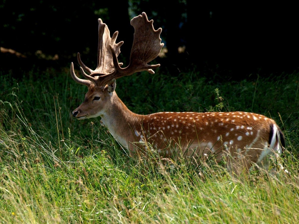 Ильменский заповедник пятнистый олень