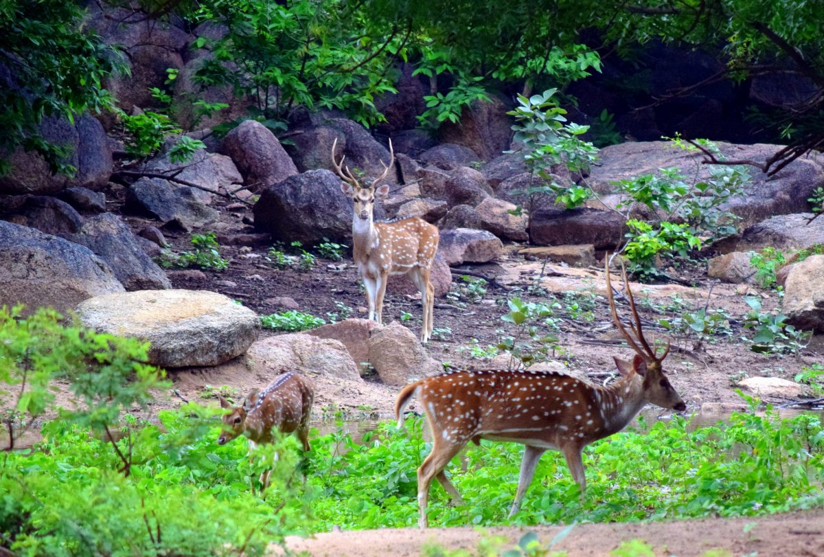 Сихотэ Алинский заповедник животные пятнистый олень