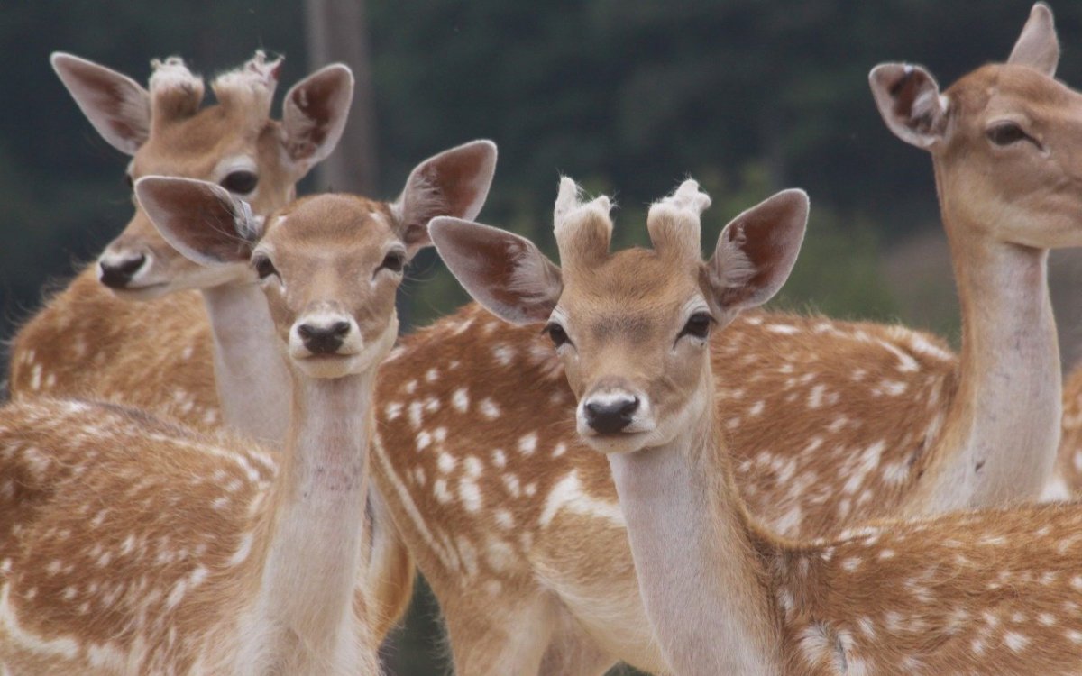 Маленький Олененок