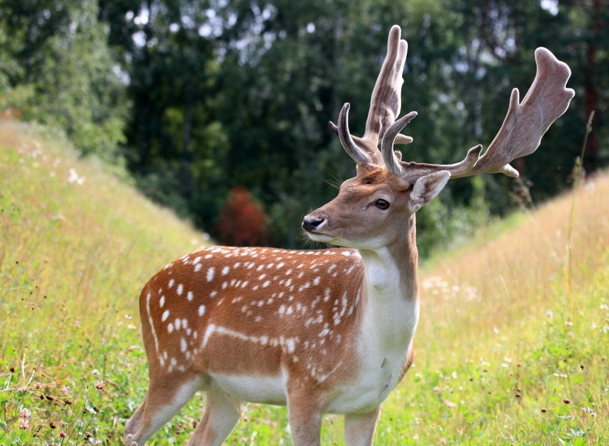 Пятнистый олень Беларусь
