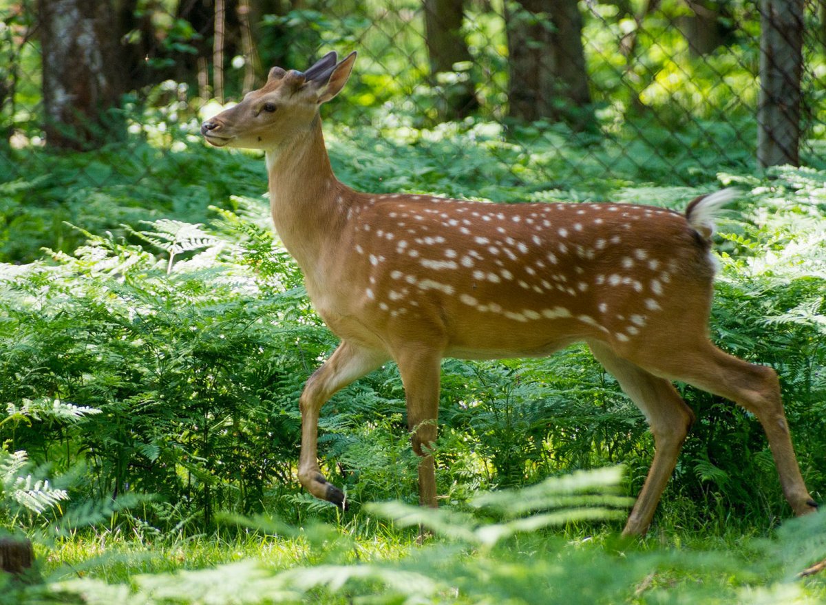 Пятнистый олень самка