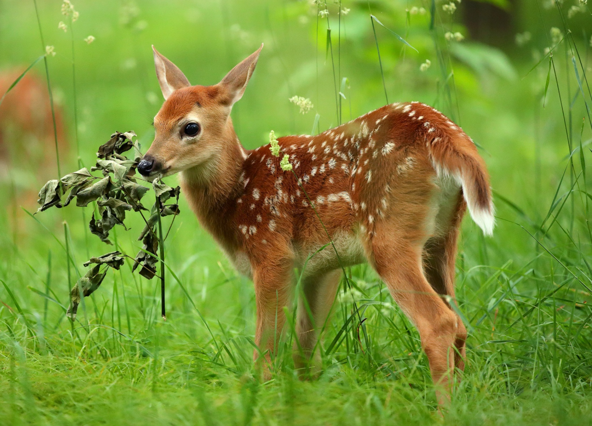 Детеныш косули