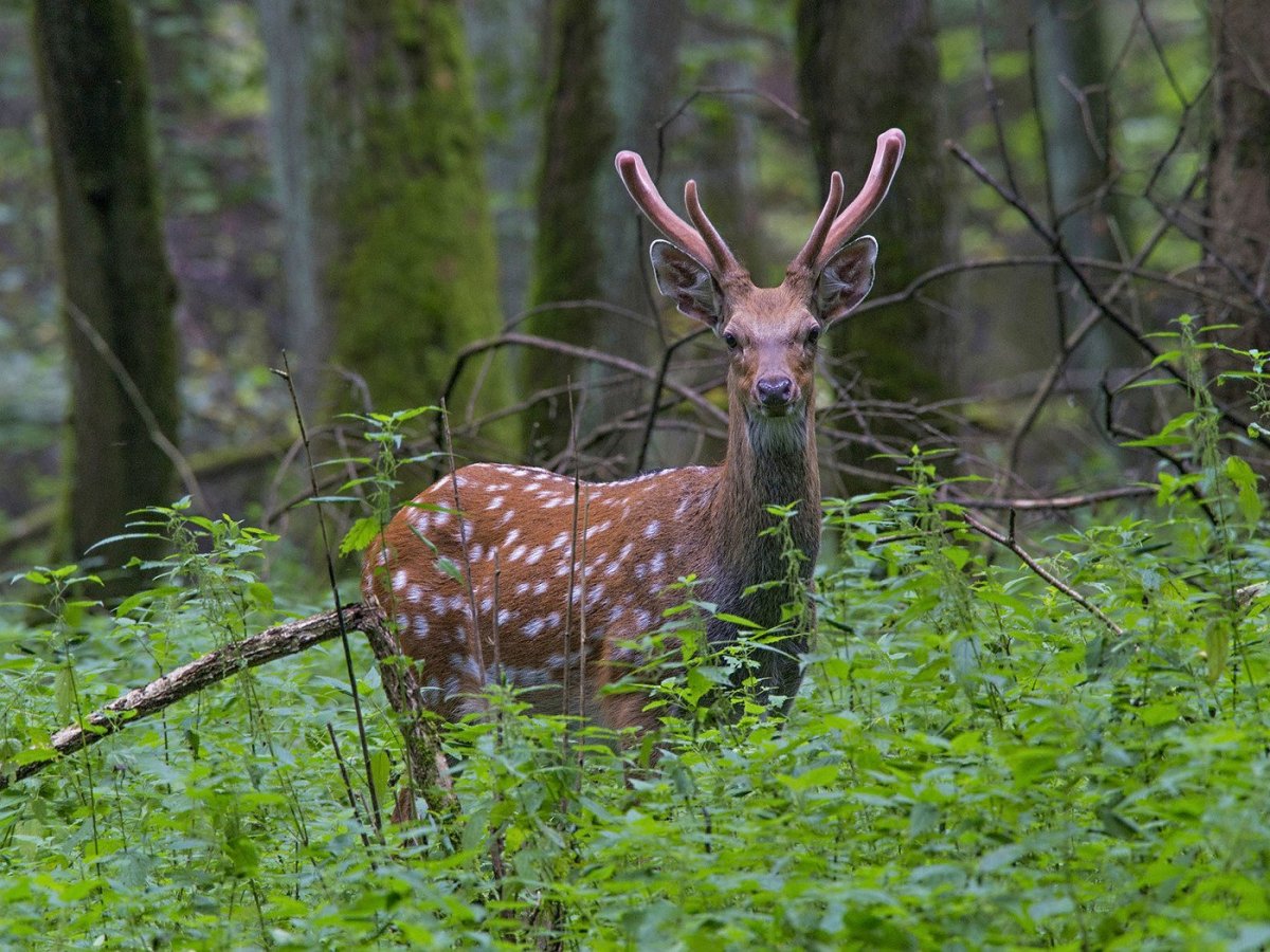 Уссурийский заповедник пятнистый олень